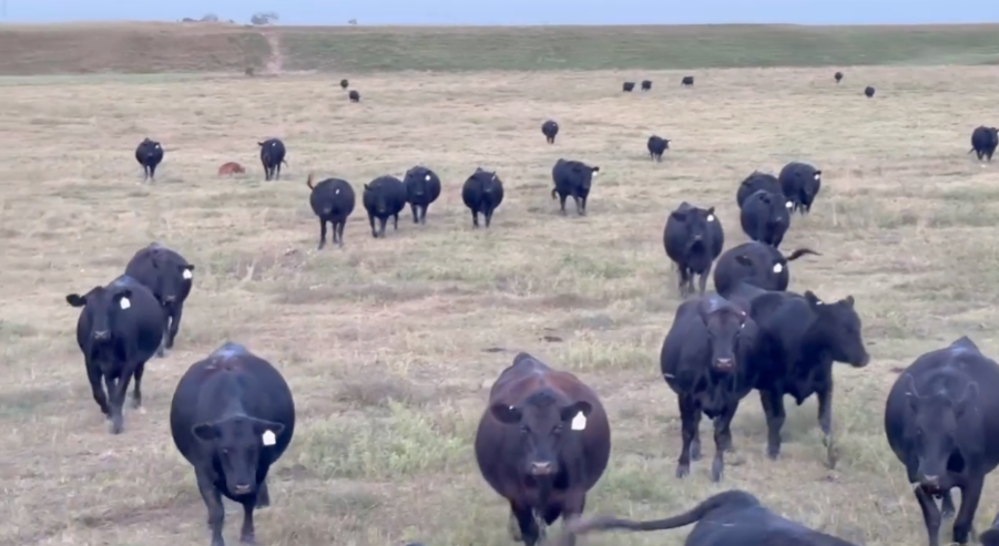 160 Head of Red and Black Angus Pairs- CP909B5